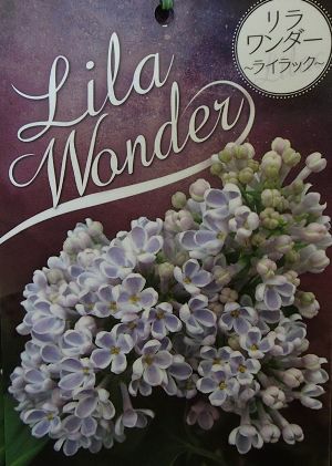 ライラック （リラワンダー） ＊4寸ポット植え ＊花付きではありません