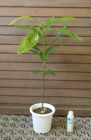 アボカド 実生苗（5寸鉢植え） ：熱帯果樹苗 ＊樹高20～30センチ程度