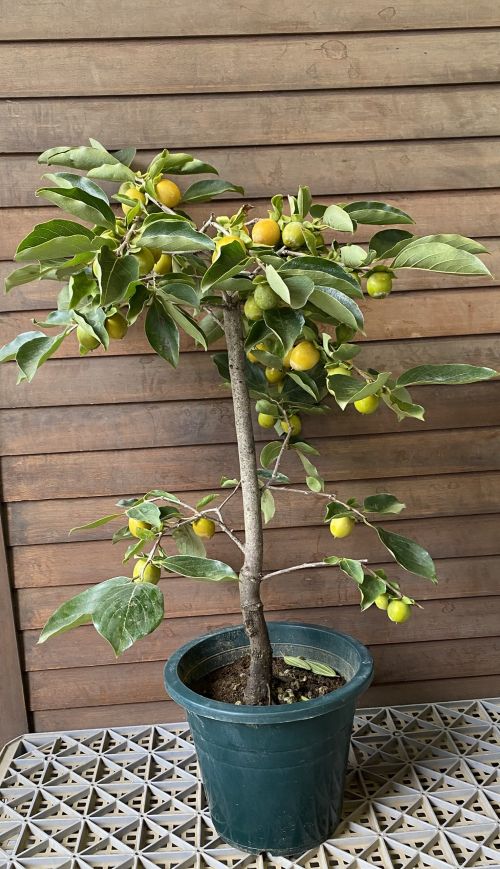 柿南京鉢 実付き！ 豆柿（鉢植え） 7寸鉢植え 柿 苗木 苗 | 日本花卉ガーデン
