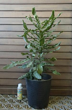 マカダミアナッツ 7寸鉢植え ：熱帯果樹苗 樹高80～100センチ程度