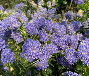 カリフォルニアライラック（セアノサス） 5寸鉢 パシフィックブルー