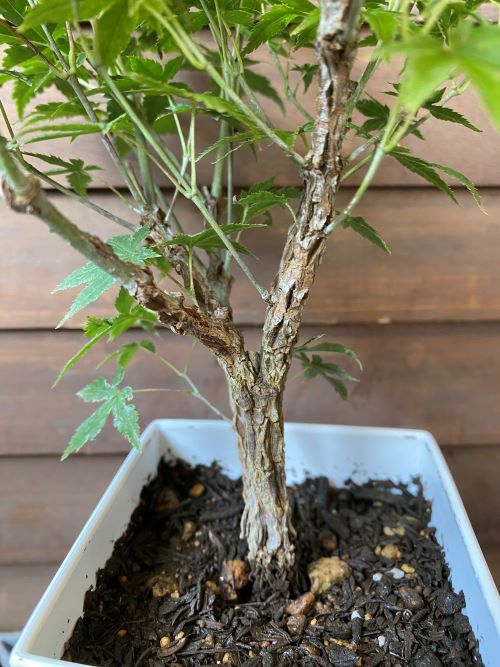 もみじ モミジ 一才錦 紅葉 4寸スクエア鉢植え モミジ | 日本花卉ガーデン