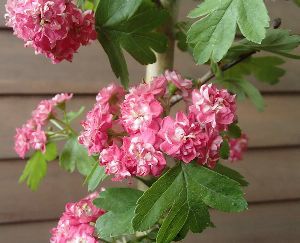 八重咲き紅花サンザシ（メイフラワー）＊花付きとは限りません