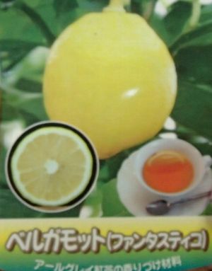 ベルガモットオレンジ（ファンタスティコ）：果樹苗 柑橘苗 苗木 接木