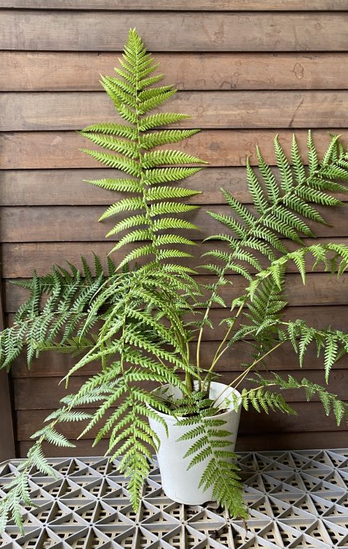 ディクソニア・アンタルクティカ 5寸鉢植え | 日本花卉ガーデン