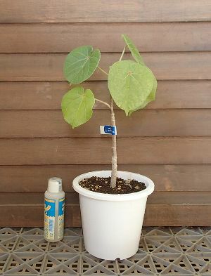 5寸鉢植え】オオハマボウ（ユウナ） 苗 苗木 | 日本花卉ガーデン