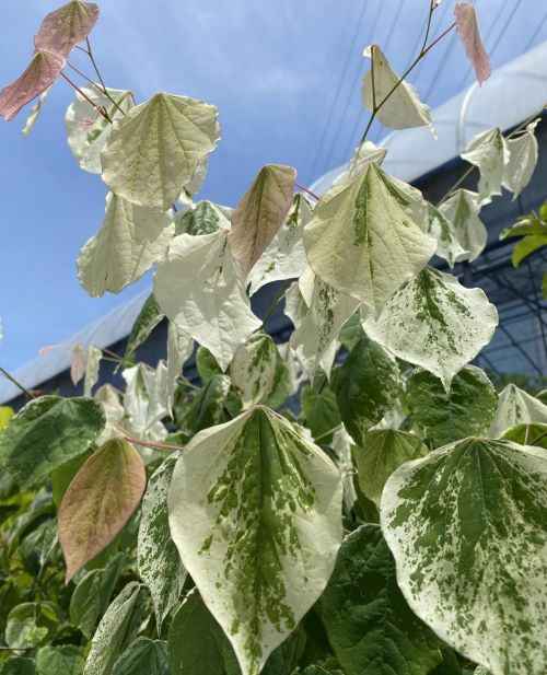ハナズオウ シルバークラウド 接ぎ木 （斑入り葉 花蘇芳） | 日本花卉