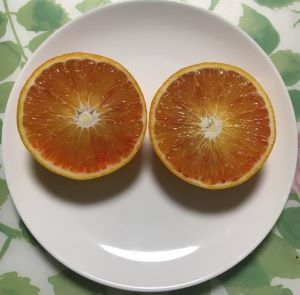 ブラッドオレンジ（タロッコ） ：果樹苗 柑橘苗 苗木 接木 苗 みかん