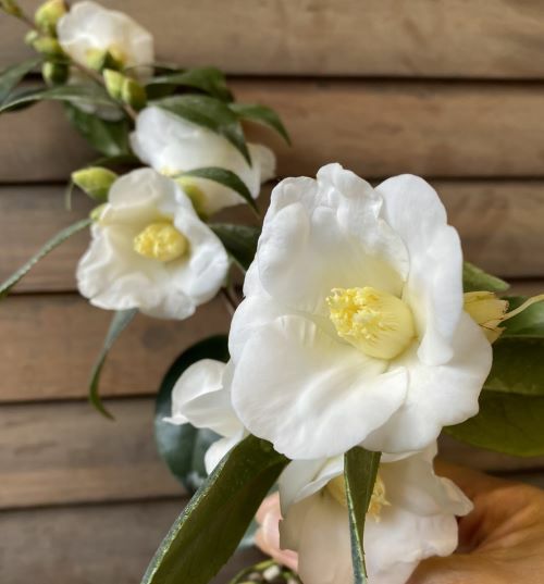 白佗助（白侘助） 5寸鉢植え ：椿（ツバキ） | 日本花卉ガーデン