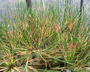 松 紅孔雀 （蛇の目松） 6寸鉢植え 黒松 ベニクジャクマツ | 日本花卉