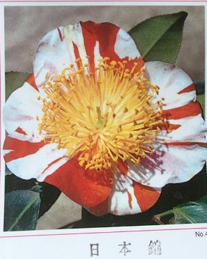 肥後椿 肥後椿 日本錦：椿（ツバキ） | 日本花卉ガーデンセンター(本店)