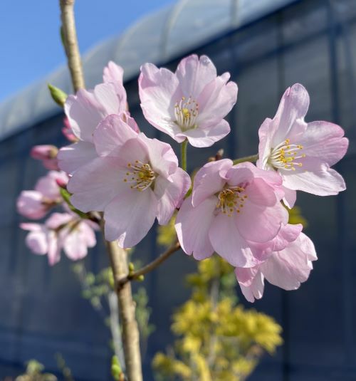 桜 神代曙