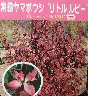 リトルルビー（常緑ヤマボウシ） PVP 山法師 苗 苗木 | 日本花卉