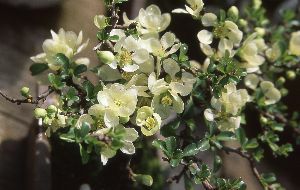 長寿梅 白雲 （白花 覆輪斑葉） | 日本花卉ガーデンセンター(本店)