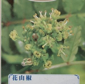花山椒（ハナサンショウ） 樹高30～80センチ程度 ：果樹苗 ＊樹形は