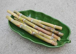 サトウキビ 竹糖 （2ポットセット） チクトウ・タケトウ ＊和三盆の