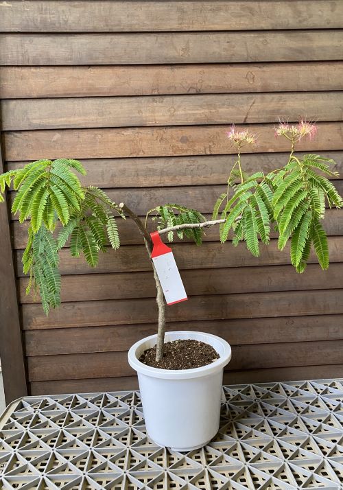 現品 枝垂れネムの木 6寸鉢植え 2026年7月7日撮影 | 日本花卉