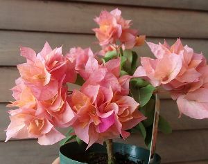 八重咲きブーゲンビレア（ブーゲンビリア） オレンジ色 ＊花付きとは
