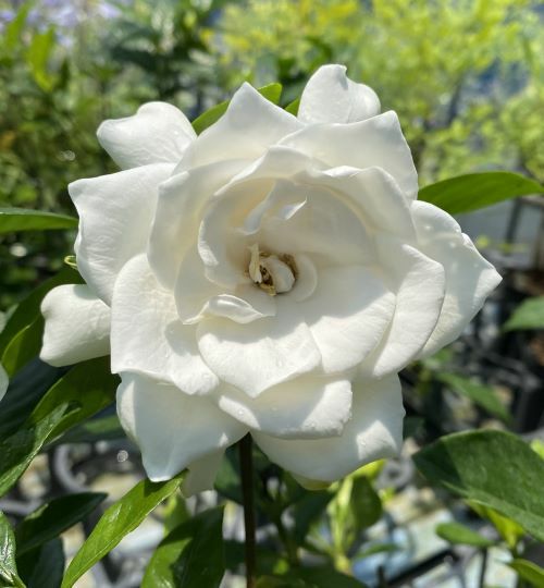 5寸鉢植え】大輪八重咲きクチナシ（大八重クチナシ） | 日本花卉