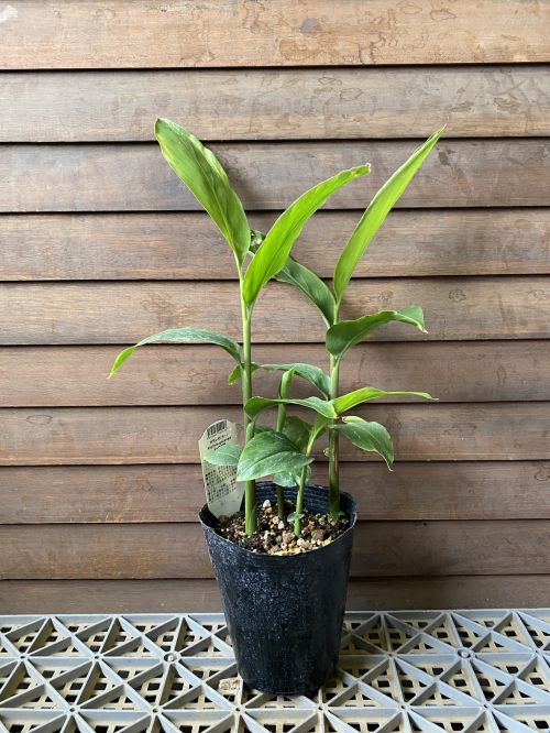カー（タイショウガ、ガランガル、ガランガ） 4.5寸ポット植え タイ