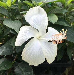 鉢植え】 ハイビスカス ホワイトバタフライ | 日本花卉ガーデン