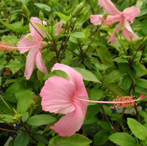 鉢植え】 ハイビスカス ピンクバタフライ | 日本花卉ガーデンセンター