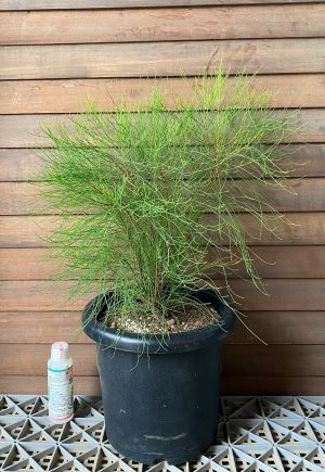 モクマオウ 7寸鉢植え | 日本花卉ガーデンセンター(本店)