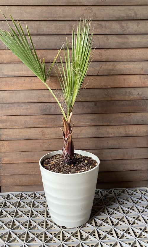 大株！ ワシントンヤシ（ワシントニア・イトヤシ） 8号鉢植え ＊冬越し