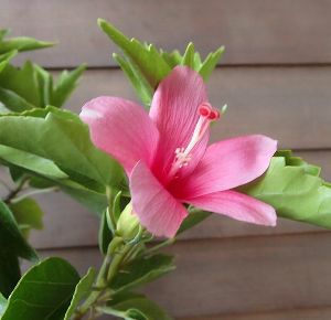 鉢植え】 ヒメハイビスカス ミニピンク（姫ハイビスカス） | 日本花卉