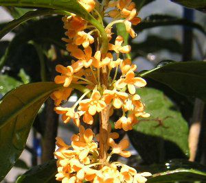 5寸鉢植え】 キンモクセイ 金木犀 | 日本花卉ガーデンセンター(本店)
