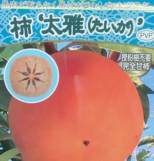 柿 太雅 たいが （完全甘柿）：果樹苗 PVP商品（種苗法登録品種） 柿