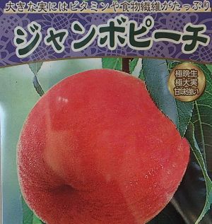 ジャンボピーチ（極大実桃）：果樹苗 桃の苗木 | 日本花卉ガーデン