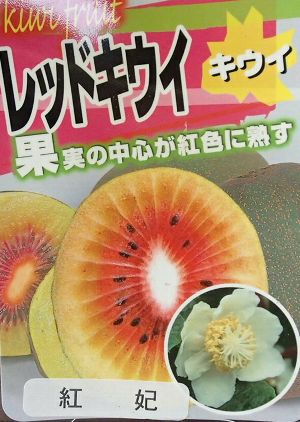 赤い果肉のキウイフルーツ苗木　紅妃　苗木　大株 赤い果肉のキウイフルーツ苗木 紅妃 苗木 大株 キウイの苗木 紅妃