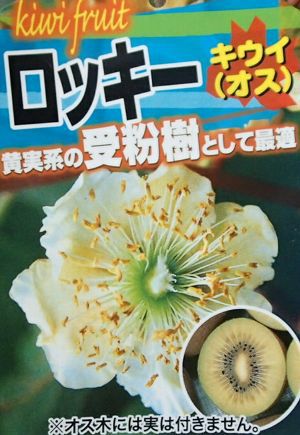 キウイフルーツ：ロッキー（オス木） ：果樹苗 | 日本花卉ガーデン