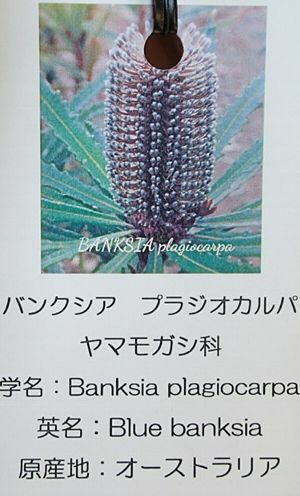 バンクシア プラジオカルパ 3寸ポット苗 (banksia plagiocarpa