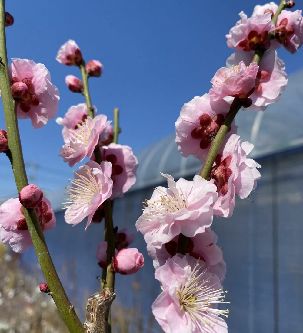 梅の女王！ピンクの大輪花梅！　見驚　ケンキョウ