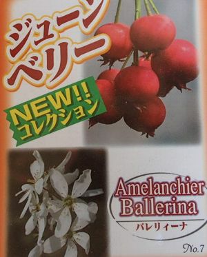 ジューンベリー バレリーナ ：果樹苗 ジュンベリー | 日本花卉ガーデン
