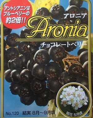 6寸鉢植え】 アロニア チョコレートベリー（チョコベリー）：果樹苗