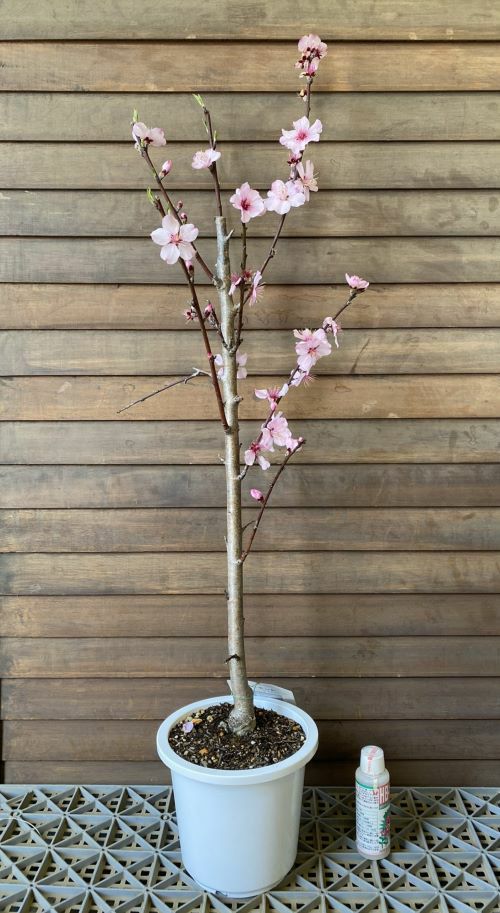 アーモンド　接木　ピンク花　花も実も楽しめます　落葉樹 6寸鉢植え】 アーモンド（接ぎ木苗） ：果樹苗 苗 苗木 | 日本花卉