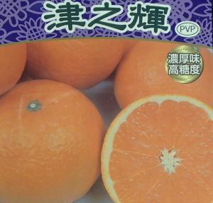 津之輝（つのかがやき） 柑橘 みかん ：果樹苗 | 日本花卉ガーデン
