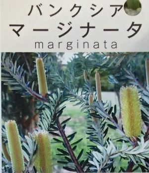 バンクシア マジナータ 3寸ポット苗 (banksia marginanata) | 日本