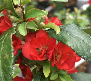 長寿梅 八重咲き（二重咲き） 赤花 | 日本花卉ガーデンセンター(本店)