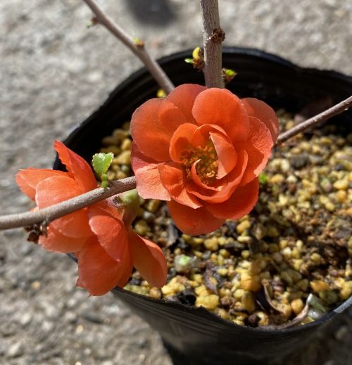 クサボケ 八重咲き 草木瓜 苗 苗木 | 日本花卉ガーデンセンター(本店)