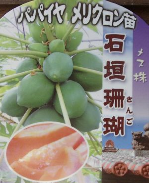 パパイヤ　石垣珊瑚