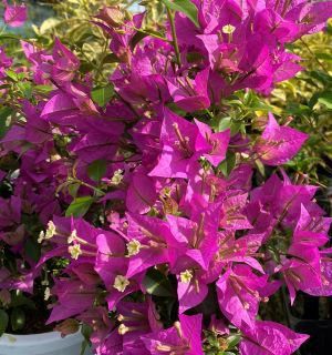 ブーゲンビレア 紫花系 （6寸鉢植え） ブーゲンビリア | 日本花卉