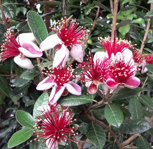 フェイジョア　プリティーグリーン