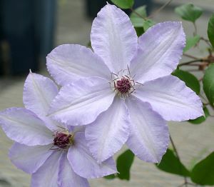 原種クレマチス カザグルマ （東和のカザグルマ 雲南） | 日本花卉