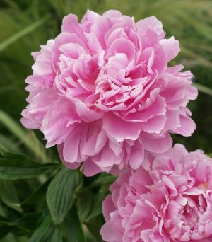 2年生養成大株芍薬（シャクヤク） プリンセスマーガレット | 日本花卉