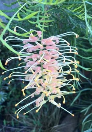 ハイビスカス　ピンクアイス