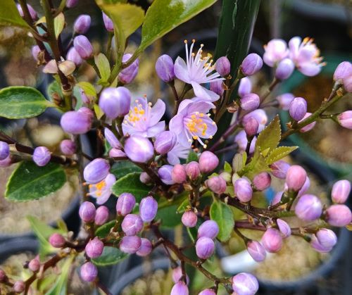 アオバナハイノキ ハイノキ 青花 アオバナハイノキ 5寸鉢植え | 日本花卉ガーデン